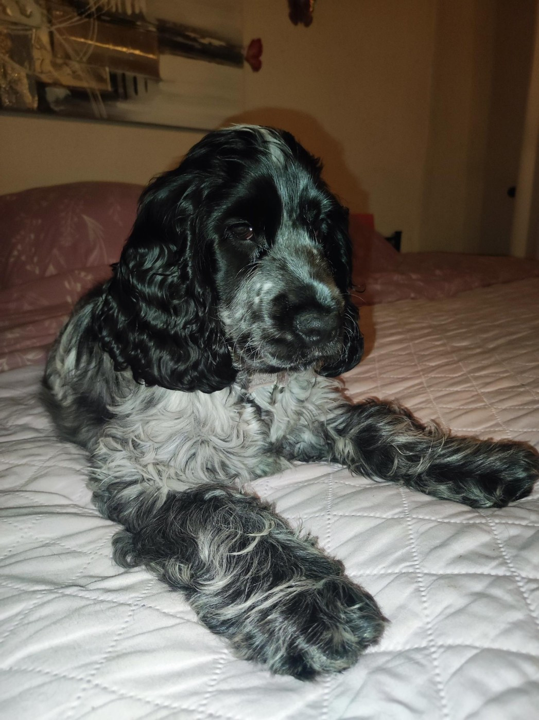 Ange De La Maison Des Orchidées