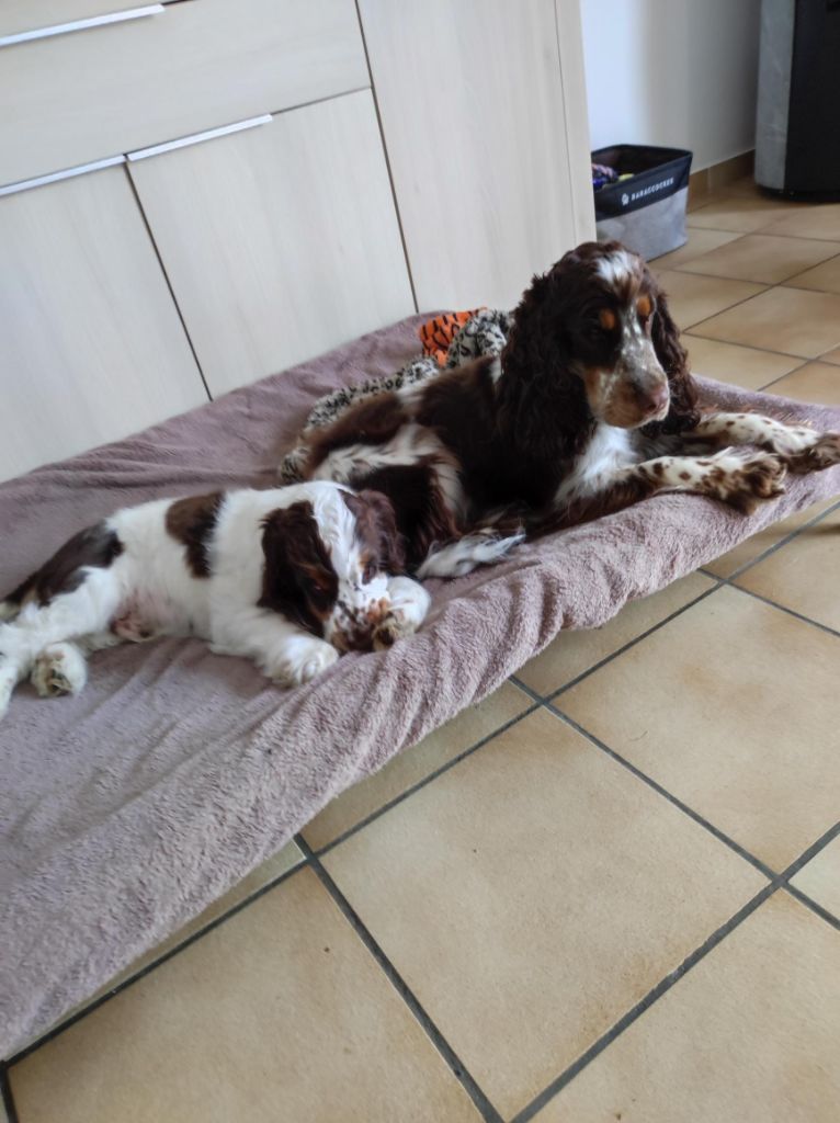 Apollon & ses parents